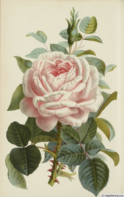 'Duchesse de Vallombrosa (hybrid perpetual, Dunand/Schwartz, 1875)' rose photo