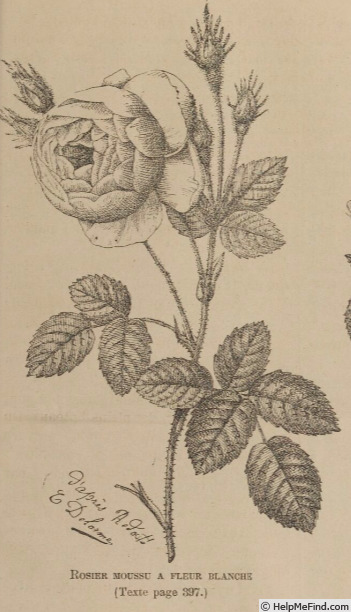 'Mousseuse à fleurs blanches' rose photo