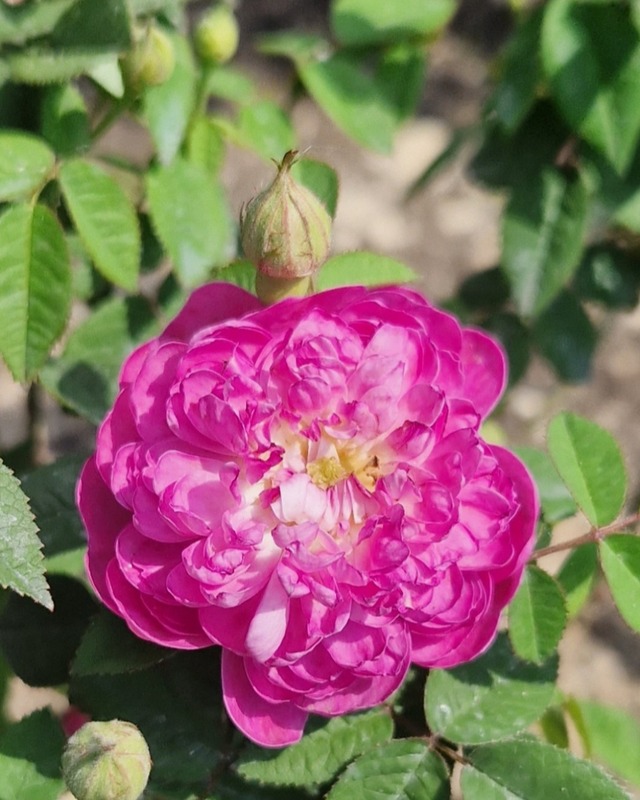 'Le Pompon de Bourgogne' rose photo