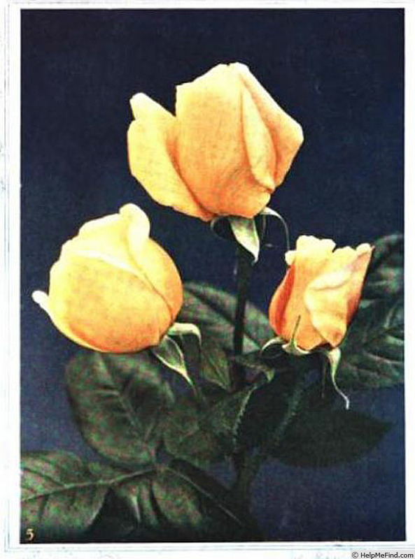 'Constance (pernetiana, Pernet-Ducher, 1914)' rose photo