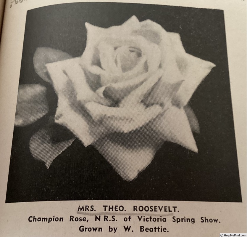 'Mrs. Theodore Roosevelt' rose photo