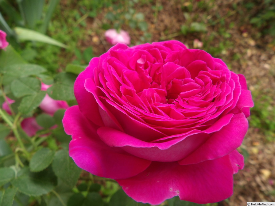 'Rose des peintres' rose photo