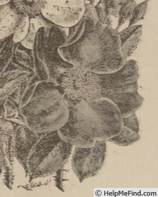 '<i>R. rugosa</i>' rose photo