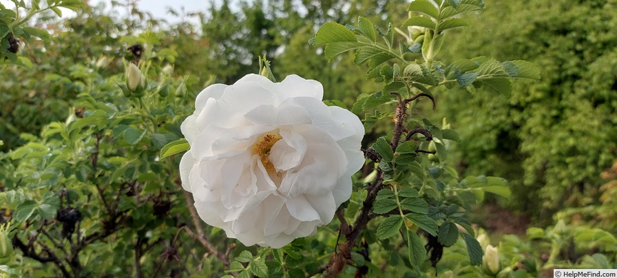 'Blanc Double de Coubert (Rugosa, Cochet-Cochet, 1892)' rose photo