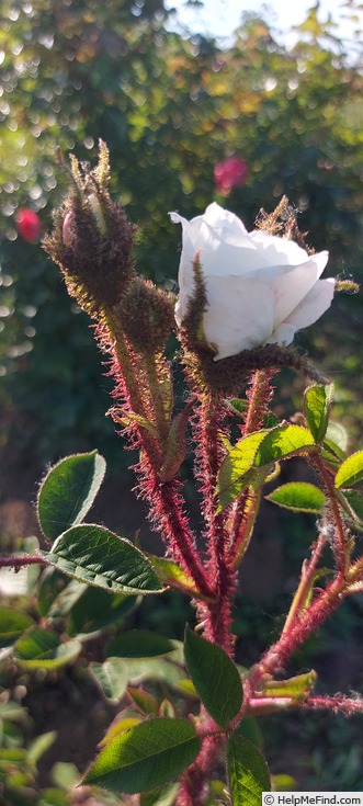 'Blanche Moreau' rose photo