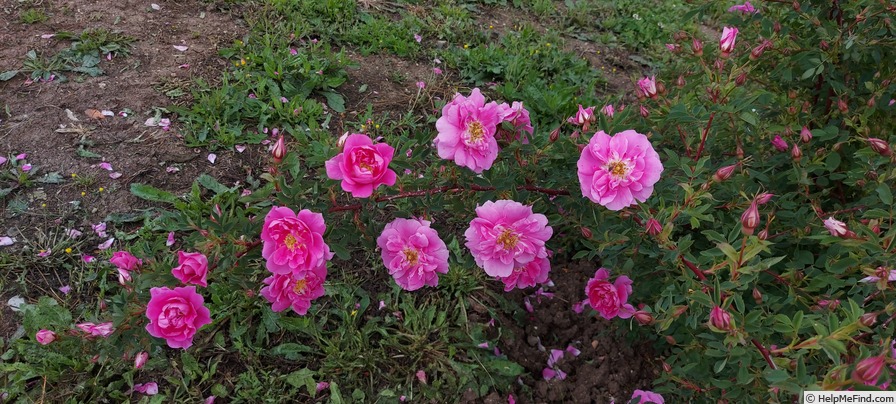 '<i>Rosa californica</i> 'Plena'' rose photo