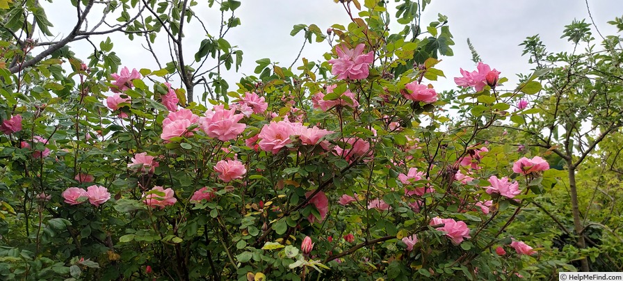 'Clair Matin' rose photo