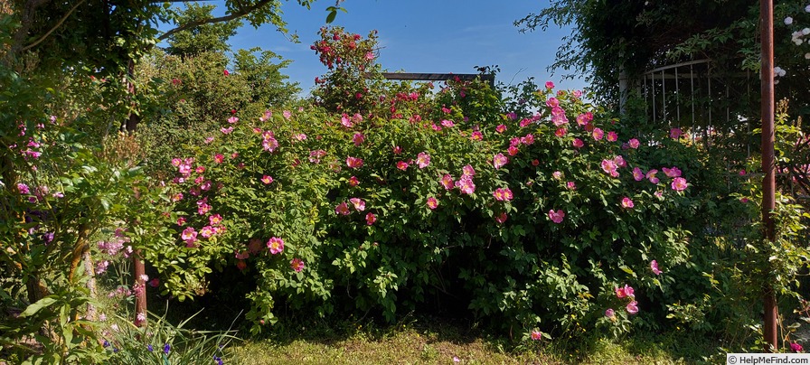 'Complicata' rose photo