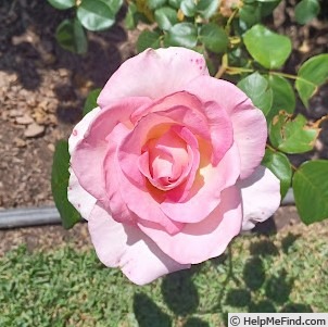 'Pink Promise (hybrid tea, Coiner, 2005)' rose photo
