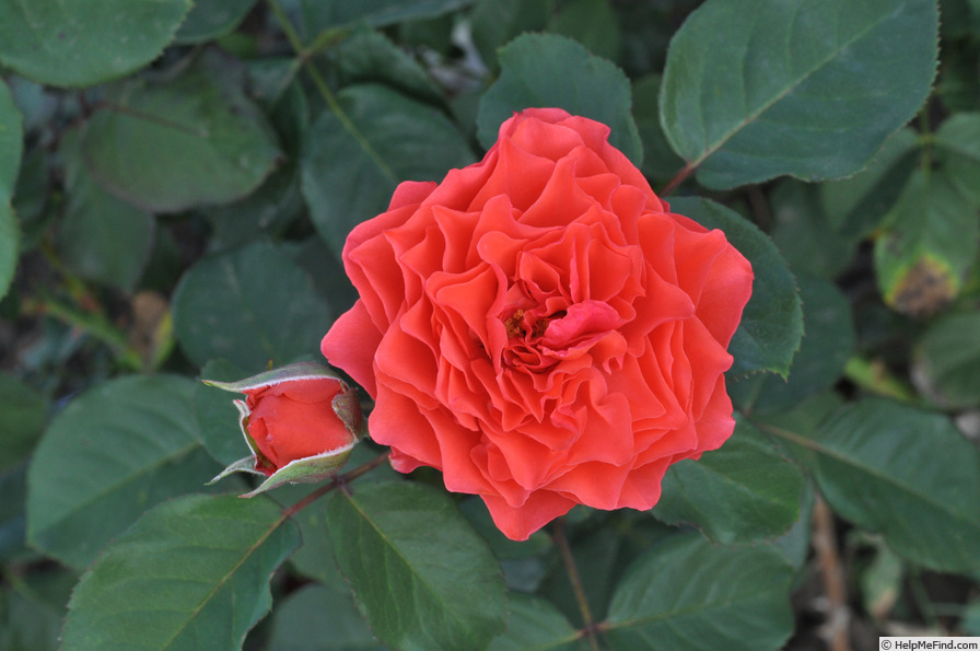 'Lady of Belgrade ®' rose photo