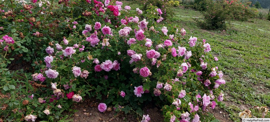 'Empress Joséphine' rose photo