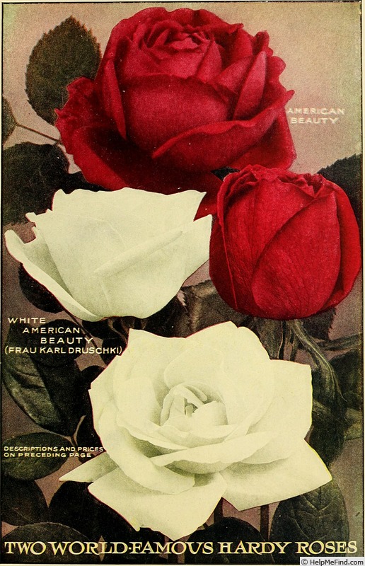 'American Beauty (Hybrid Perpetual, Lédéchaux, 1875)' rose photo