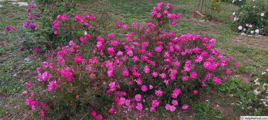 'Fellemberg' rose photo