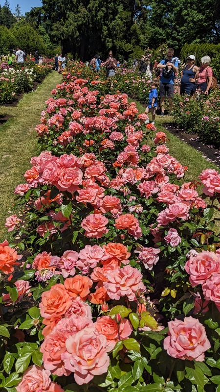 'Sweet Fragrance' rose photo
