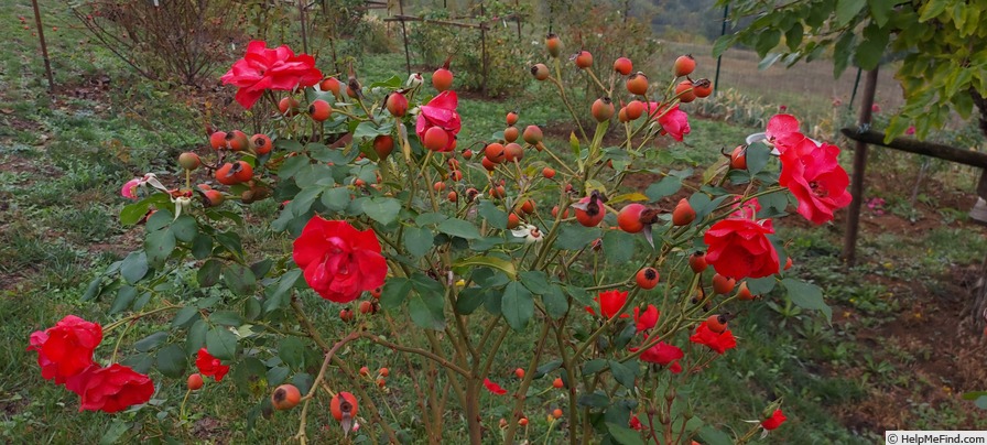 'Sevillana ™ (shrub, Meilland, 1969/77)' rose photo