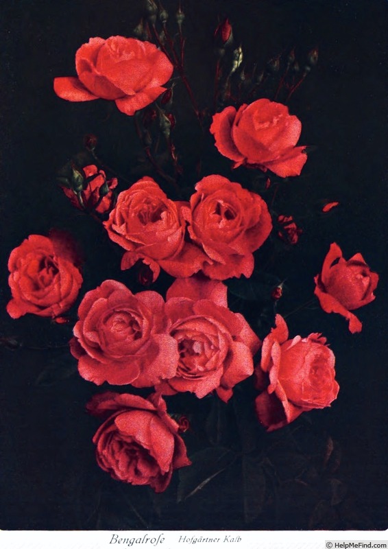 'Hofgärtner Kalb' rose photo