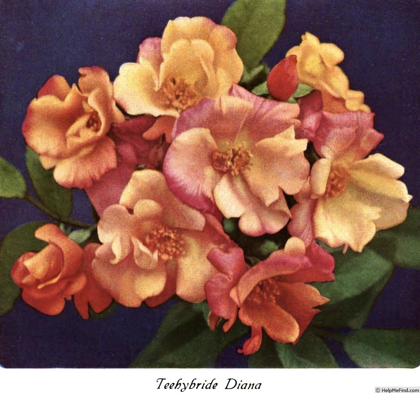 'Diana (polyantha, Spek, 1922)' rose photo