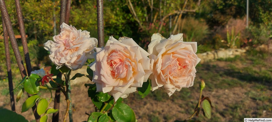 'Madame Jules Gravereaux' rose photo