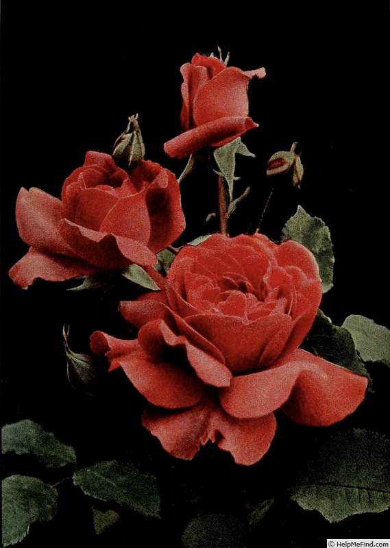 'General MacArthur' rose photo