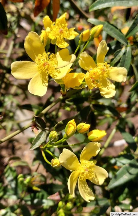'R. banksiae lutescens' rose photo