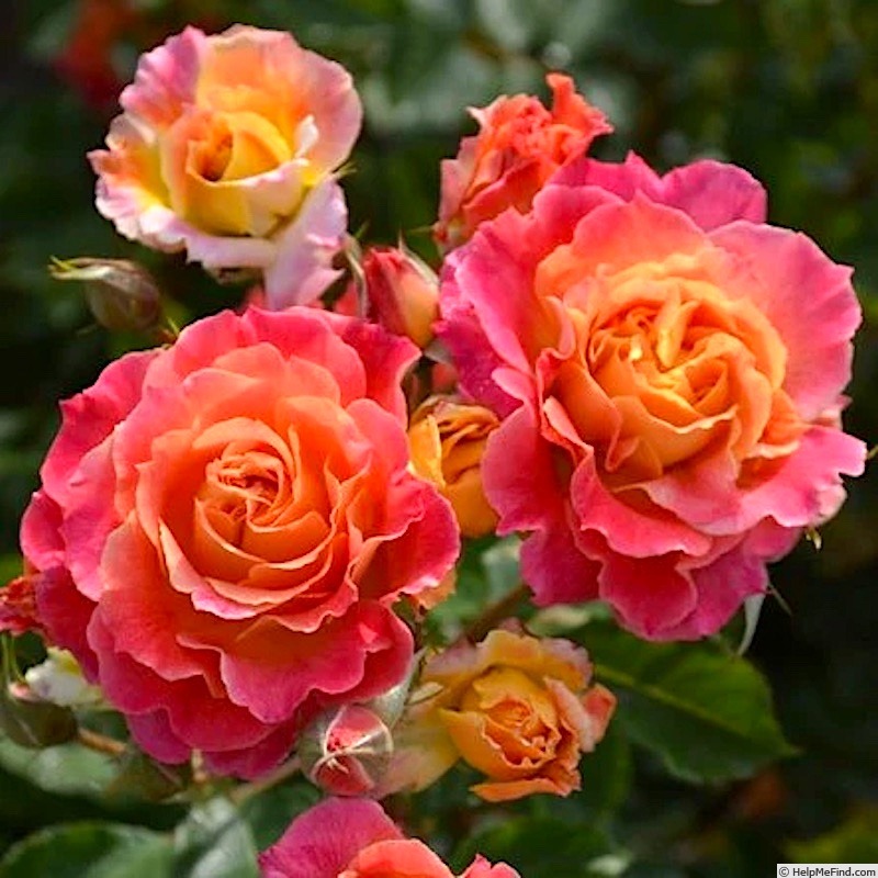 'Chaleur' rose photo