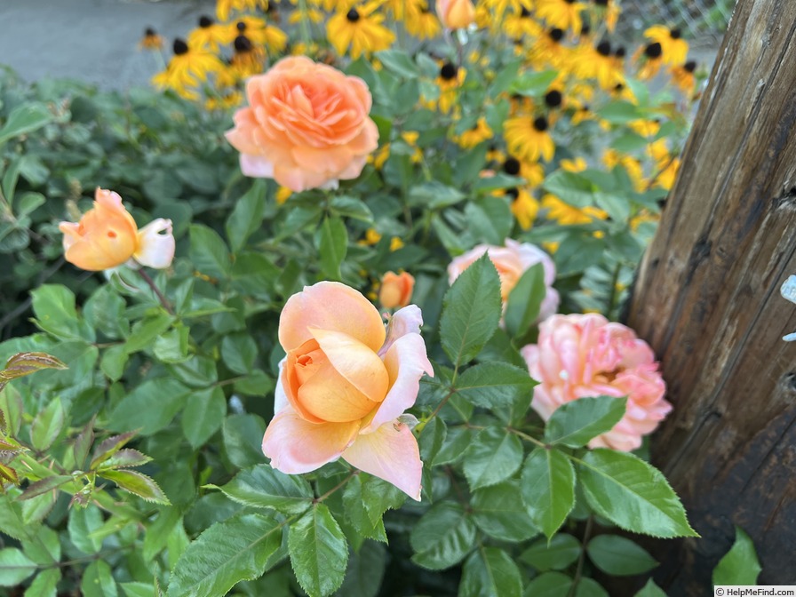 'Tangerine Skies ™' rose photo