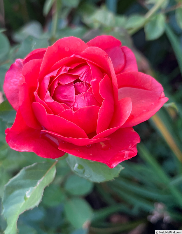 'Foxy Lady (floribunda, Jalbert 2015)' rose photo