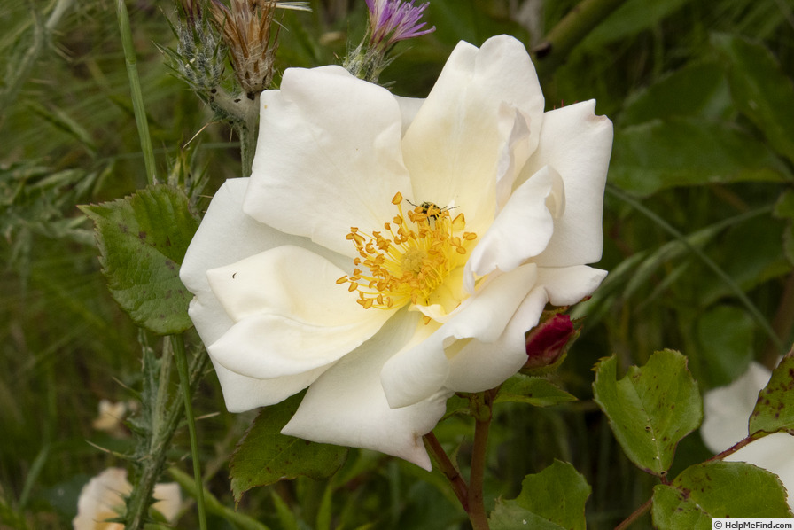 'Euterpe (hybrid multiflora, Tantau, 1937)' rose photo