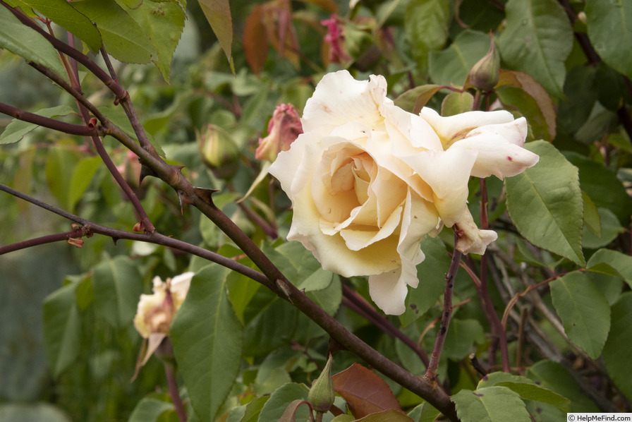 'Étoile de Lyon (tea, Guillot, 1876)' rose photo