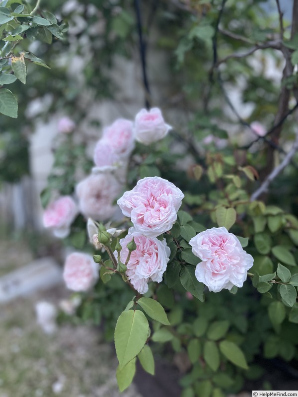 'Climbing Souvenir de la Malmaison' rose photo