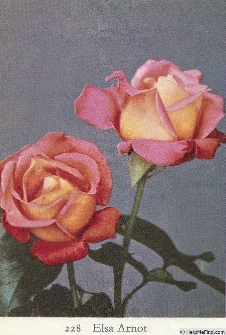 'Elsa Arnot' rose photo