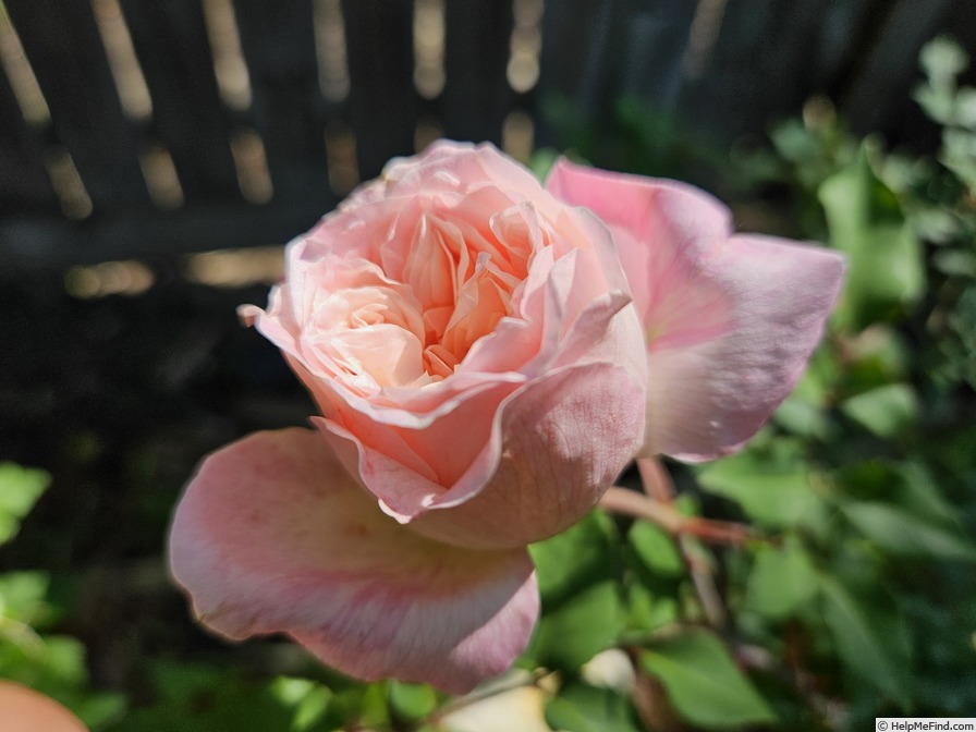 'Duquesa' rose photo