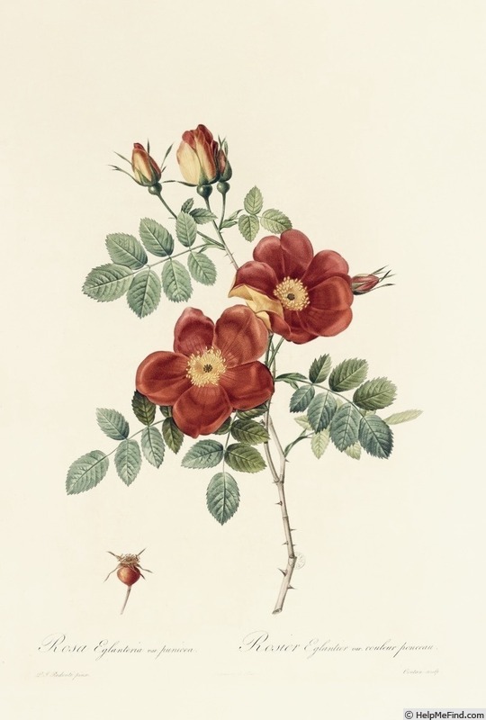 'Austrian Rose' rose photo