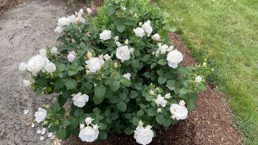 'Easy Spirit ™' rose photo