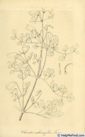 '<i>C. aethusifolia</i> Turcz. synonym' clematis photo