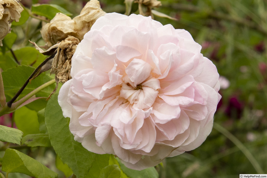 'Jaune Desprez' rose photo