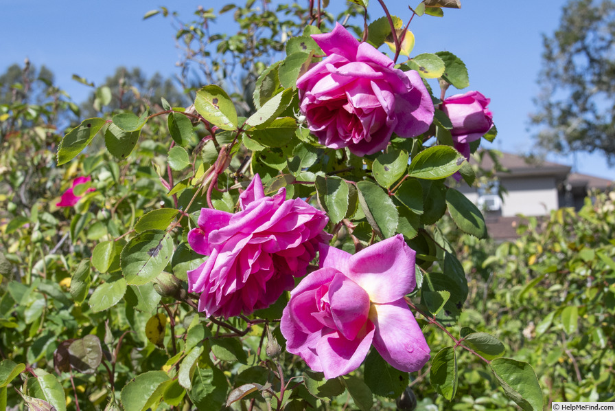 'John Clare ®' rose photo