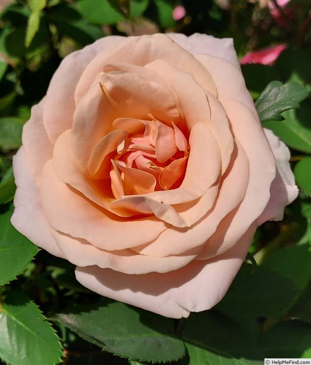 'Pretty Lady ™ (floribunda, Scrivens before 1991)' rose photo