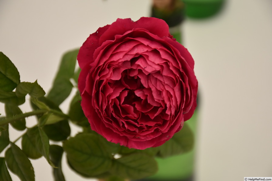 'Dolly's Rose' rose photo