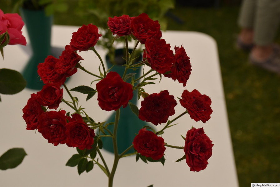 'Red Cascade' rose photo