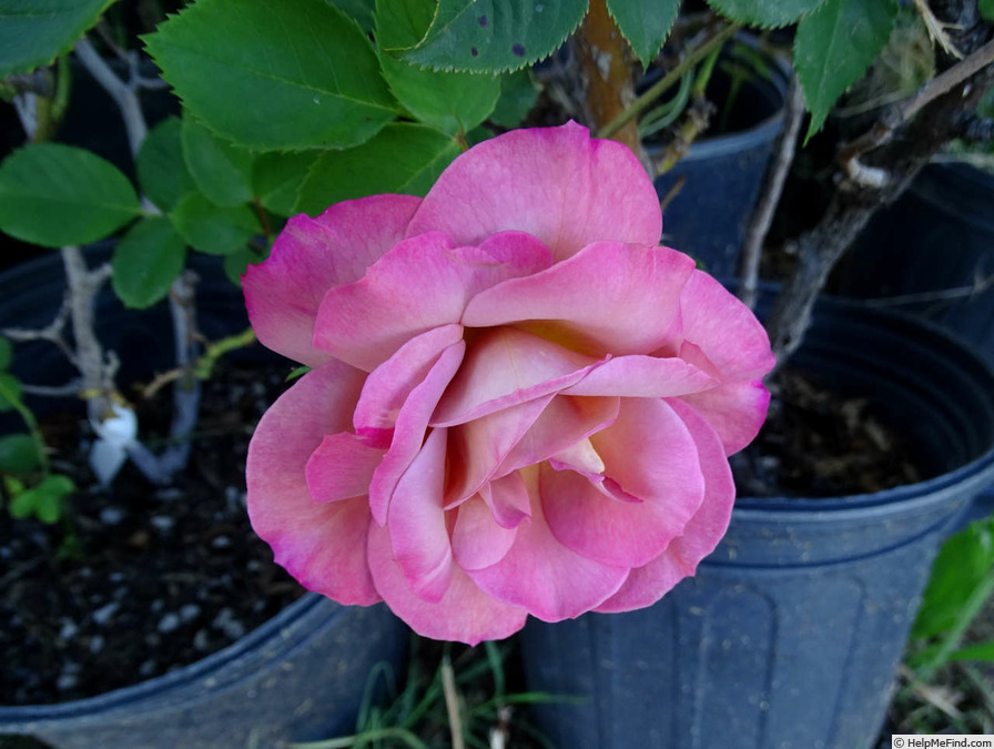 'Coffee Country ™' rose photo