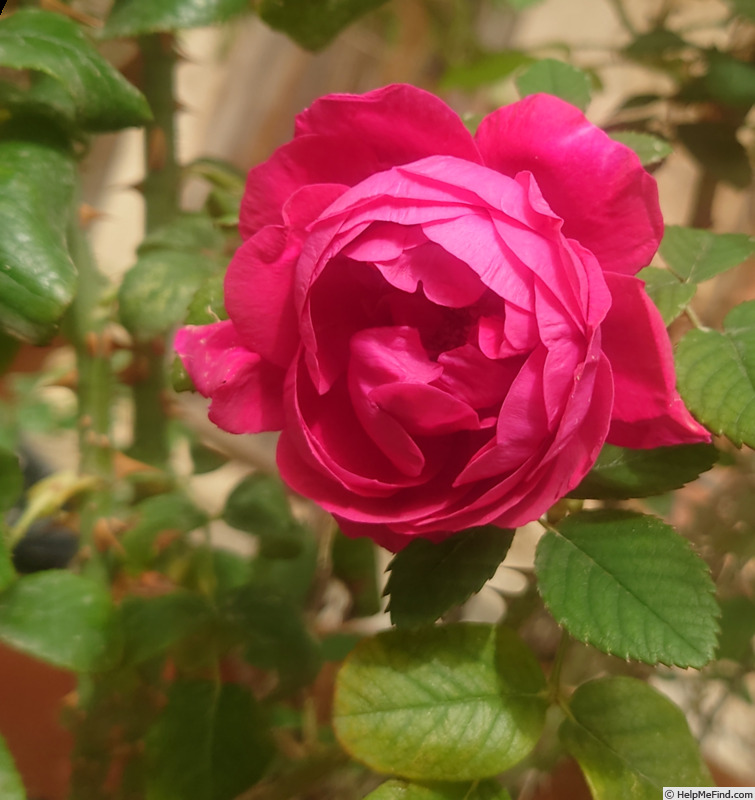 'Souvenir de Yeddo' rose photo