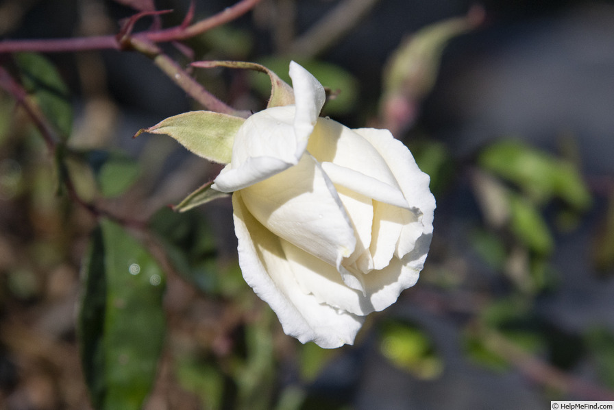 'Rival de Paestum' rose photo