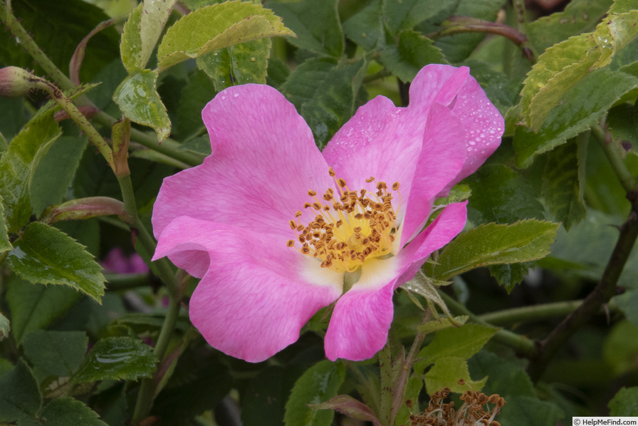 'Rosa canina 'Andersonii'' rose photo