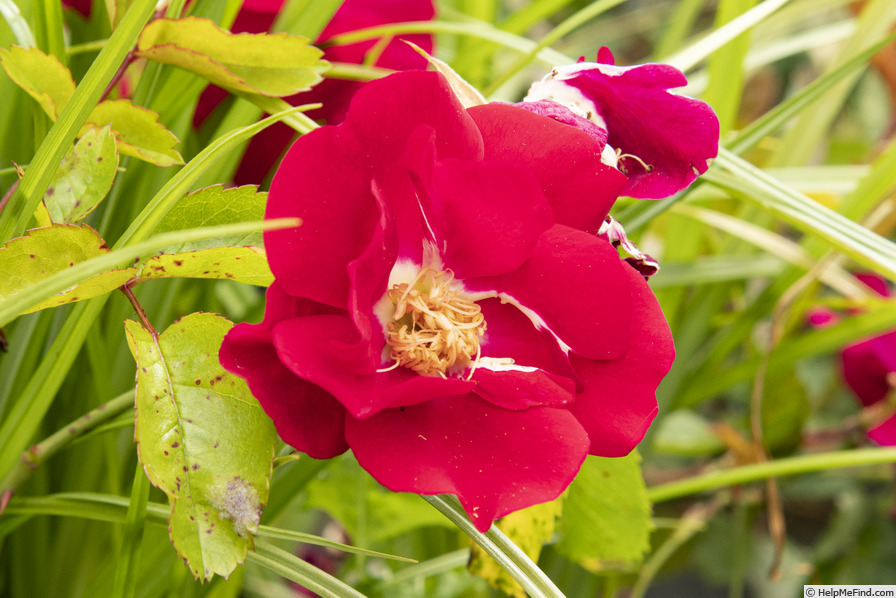 'Scorcher' rose photo