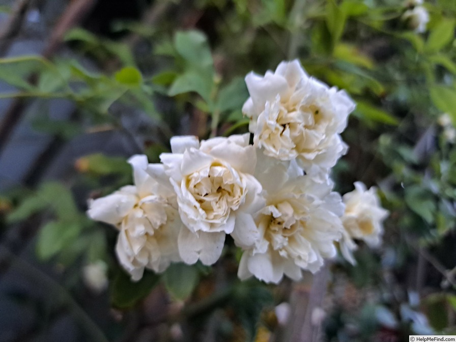 'Rosier de Banks à fleurs blanches' rose photo