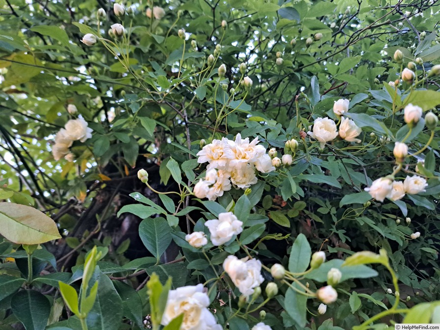 'Rosier de Banks à fleurs blanches' rose photo