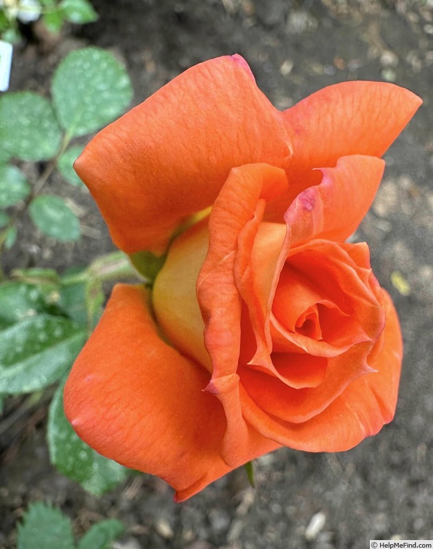 'Golden Slippers' rose photo
