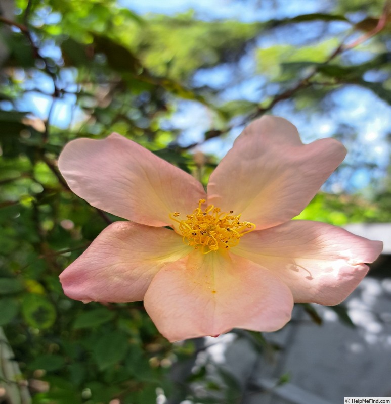 'Mutabilis (china, Unknown, before 1894)' rose photo