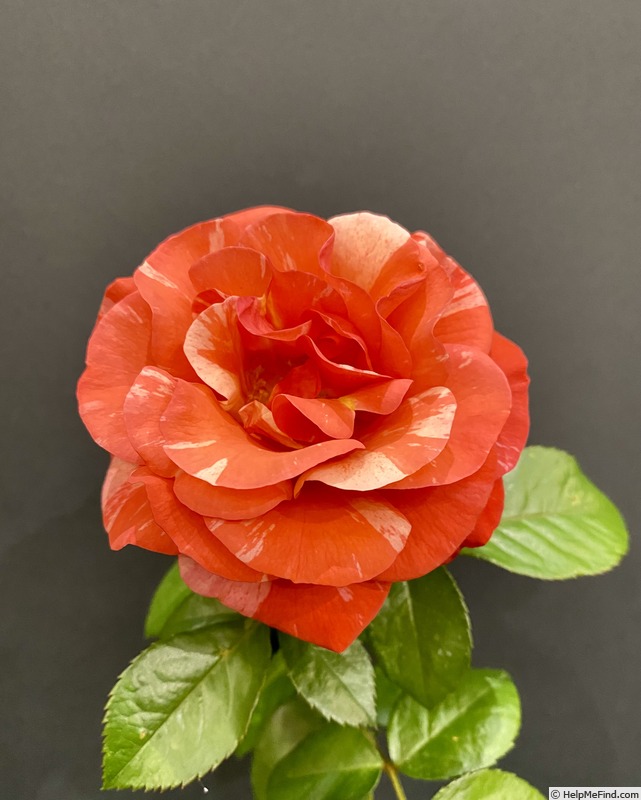 'Frida Kahlo ™' rose photo